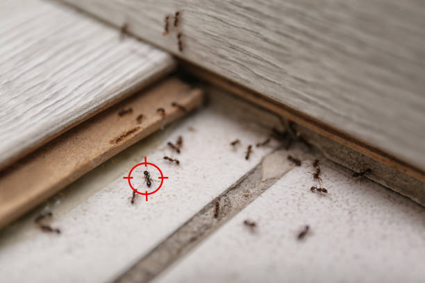 Best Affordable Pest Control Services  in Judsonia, AR