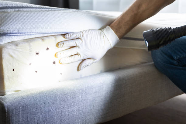 Best Pest Prevention Services  in Judsonia, AR