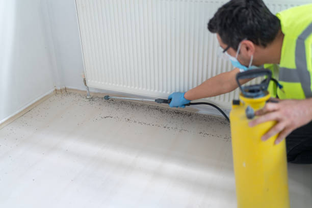 Best Mosquito Control Services  in Judsonia, AR